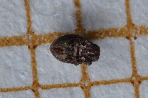 Hermannia sp.